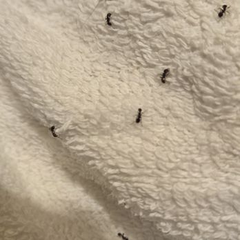Baker's Sunset Bay Resort - ants in bathroom - Hotels Near Me - Wisconsin Dells, Wisconsin
