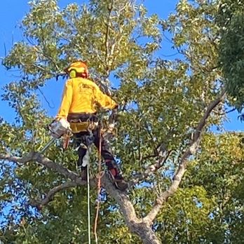 Morris Tree Service - Tree Services Near Me - Holiday, Florida