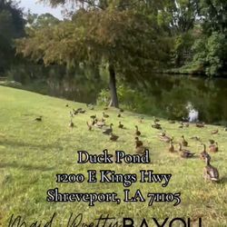 The Duck Pond