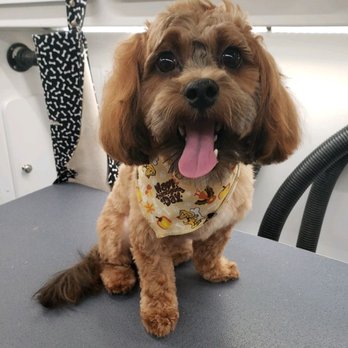 classy dogs mobile grooming