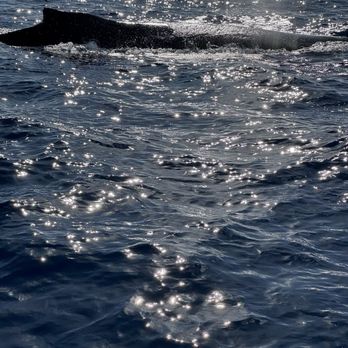 Maui Ocean Adventures - Mama humpback. - Whale Watching Tours Near Me Maui Ocean Adventures - Mama humpback. - Whale Watching Tours Near Me