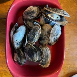 Taylor Lobster Company - Steamers