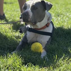 The Bizerkeley Food Festival - Doggo to adopt