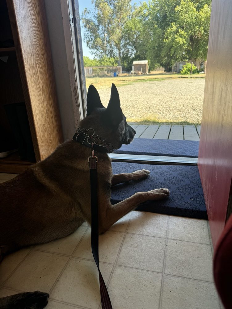 BLUE RIDGE KENNELS Updated October 2024 13 Photos & 25 Reviews