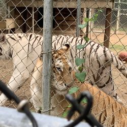Tigers For Tomorrow Exotic Animal Preserve - Tigers, bears, wolves