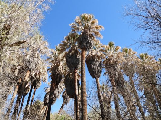 Hassayampa River Preserve by null