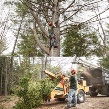 McIntosh Forestry Services - McIntosh Forestry Services - Tree Services Near Me - Carmel, Maine McIntosh Forestry Services - McIntosh Forestry Services - Tree Services Near Me - Carmel, Maine