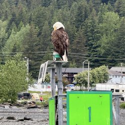 Major Marine Tours - A bald eagle.