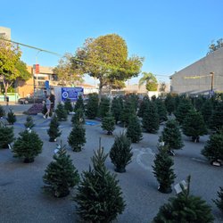 A1 Christmas Trees