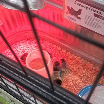 Tractor Supply - Chicks are in March 2025 $4.99-$5.99 - Livestock Feed & Supply Near Me - Moorpark, California
