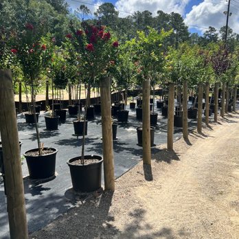 Cold Creek Nurseries - Different varieties of trees...very organized! - Nurseries & Gardening Near Me - Aiken, South Carolina