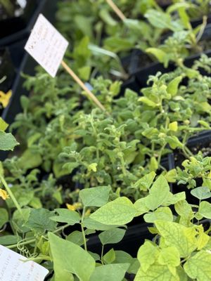Vista Farmers Market by null