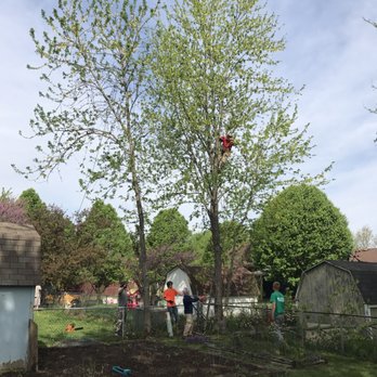 Glovers Tree Service - Tree topping pro at work - Tree Services Near Me - Indianapolis, Indiana Glovers Tree Service - Tree topping pro at work - Tree Services Near Me - Indianapolis, Indiana