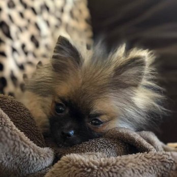 Millie's Dog World - # Little Ricky - Pet Groomers Near Me - Phoenix, Arizona