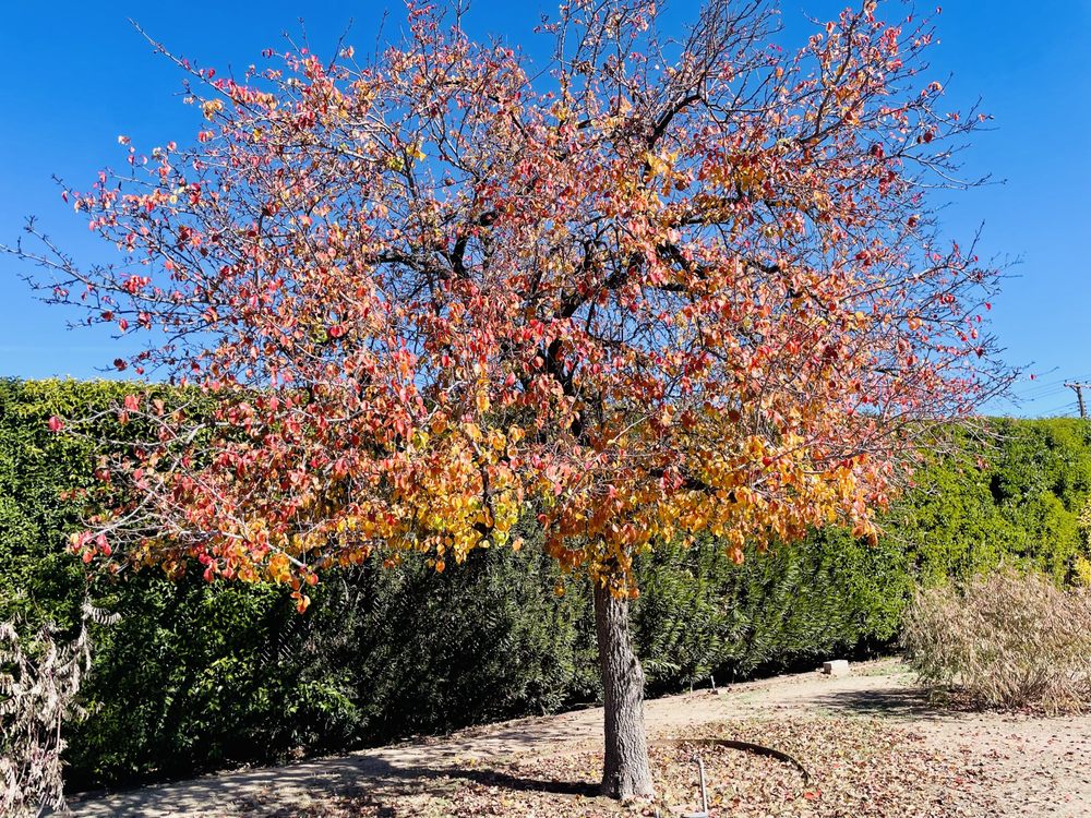 Green Leaf Tree Service - tree service in Tucson, AZ