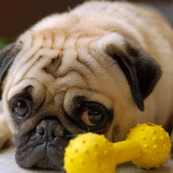 Global Clean - Pet Odor Removal Shawsville VA
