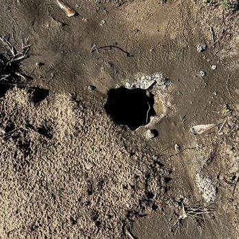 All Pro Septic - Sewage working it's way to the surface - Septic Services Near Me - Cleveland, Texas All Pro Septic - Sewage working it's way to the surface - Septic Services Near Me - Cleveland, Texas