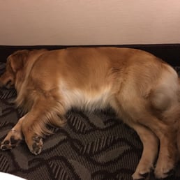 Even the furry kids are sleeping soundly Even the furry kids are sleeping soundly