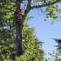 Photo of American Tree Service