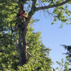 American Tree Service - Removing a hazardous sycamore