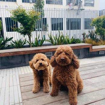 Tefani & So. Dogcare - Bailey with her new bestie at camp! - Pet Sitting Near Me - San Francisco, California Tefani & So. Dogcare - Bailey with her new bestie at camp! - Pet Sitting Near Me - San Francisco, California