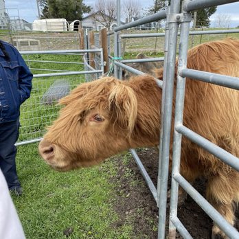 American Made Farm Sanctuary - Petting Zoos Near Me - Petaluma, California