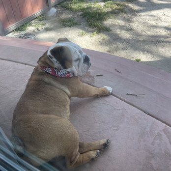 More Than A Bath - Mobile Grooming - Chloe relaxing after her grooming. - Pet Groomers Near Me - Lynwood, California