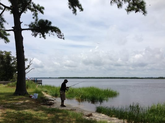 Carolina Beach State Park by null