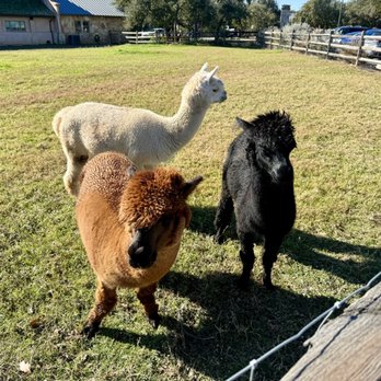 Camp Lucy - Alpacas - Venues & Event Spaces Near Me - Dripping Springs, Texas Camp Lucy - Alpacas - Venues & Event Spaces Near Me - Dripping Springs, Texas