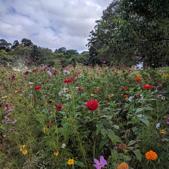 Royal Botanic Gardens - wildflower field - Botanical Gardens Near Me - Sydney, NSW Royal Botanic Gardens - wildflower field - Botanical Gardens Near Me - Sydney, NSW