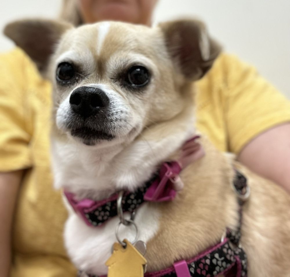 AYERS ANIMAL HOSPITAL Updated October 2024 11 Photos & 12 Reviews