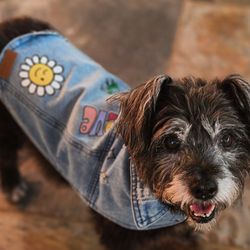 Meadowbrook Senior Rv Park - My heart & love Zoey girl in her levi jacket May 23, 2024. I love her so much. she 10 years old.
