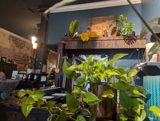 Blind Pig by null