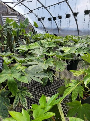 Fantastic Umbrella Factory by null