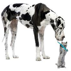 Veterinary Specialties Hospital At The Lake - Our motto is "One size veterinarian care does NOT fit all"