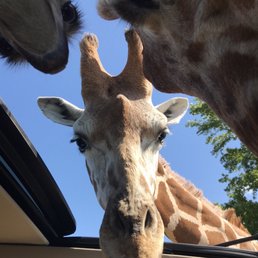 Giraffes and a rhea in the sunroof Giraffes and a rhea in the sunroof