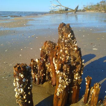 Botany Bay Plantation - Parks Near Me - Edisto Island, South Carolina