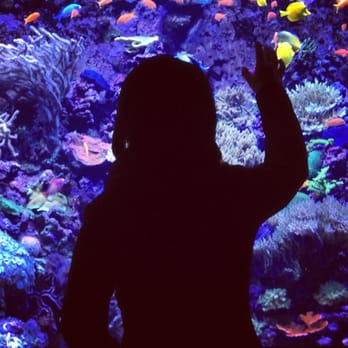 Seattle Aquarium - Aquariums Near Me - Seattle, Washington Seattle Aquarium - Aquariums Near Me - Seattle, Washington