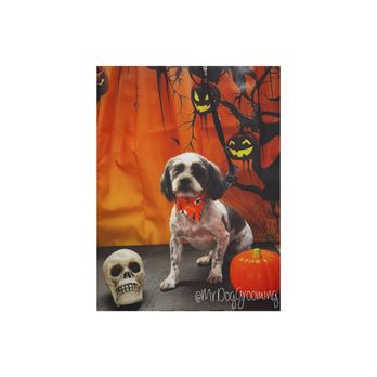 Mr Dog Mobile Grooming - Pet Groomers Near Me Mr Dog Mobile Grooming - Pet Groomers Near Me