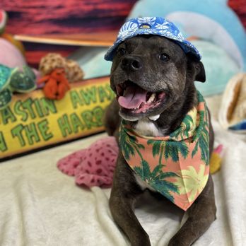 Harbor Dog Pet Spa - Pet Groomers Near Me - Tampa Bay, Florida Harbor Dog Pet Spa - Pet Groomers Near Me - Tampa Bay, Florida