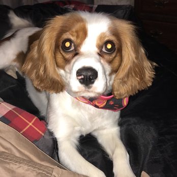 Bellevue Pet Adventures - Pet Groomers Near Me - Bellevue, Nebraska