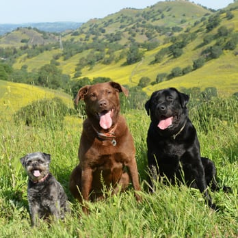 The Furrtographer - Pet Photography Near Me The Furrtographer - Pet Photography Near Me