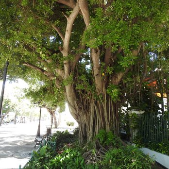 Tour Old San Juan - Plaza De La Darsena - Walking Tours Near Me - San Juan, Puerto Rico Tour Old San Juan - Plaza De La Darsena - Walking Tours Near Me - San Juan, Puerto Rico