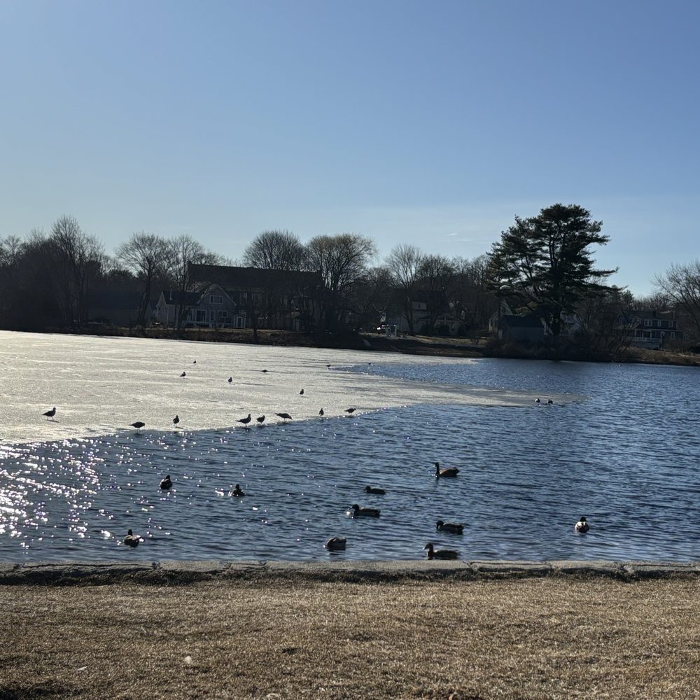 Fulton Pond and Park - Winter ice melting with seagulls enjoying. - Parks Near Me - Mansfield, Massachusetts