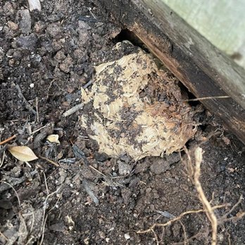 Complete Pest Solutions - Pest Control Near Me - Silver Spring, Maryland Complete Pest Solutions - Pest Control Near Me - Silver Spring, Maryland