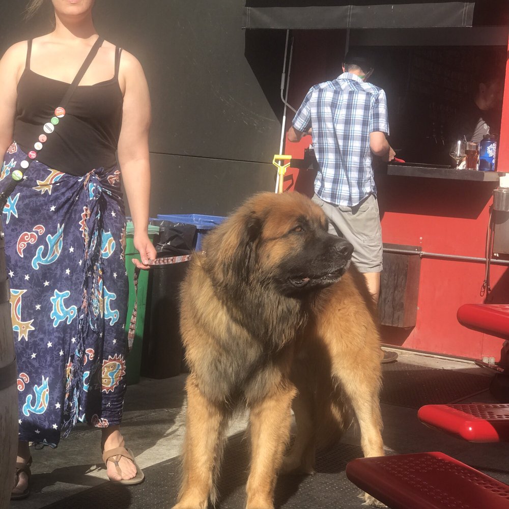 Avery Brewing - Dog friendly environment with delicious beer and food.   The patio was a bit small and seating was very limited. - Breweries Near Me - Boulder, Colorado