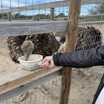Ostrichland USA - Attraction Farms Near Me - Solvang, California