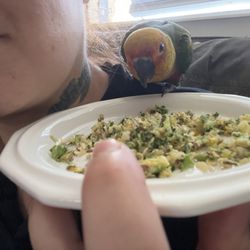 Parrots N stuff