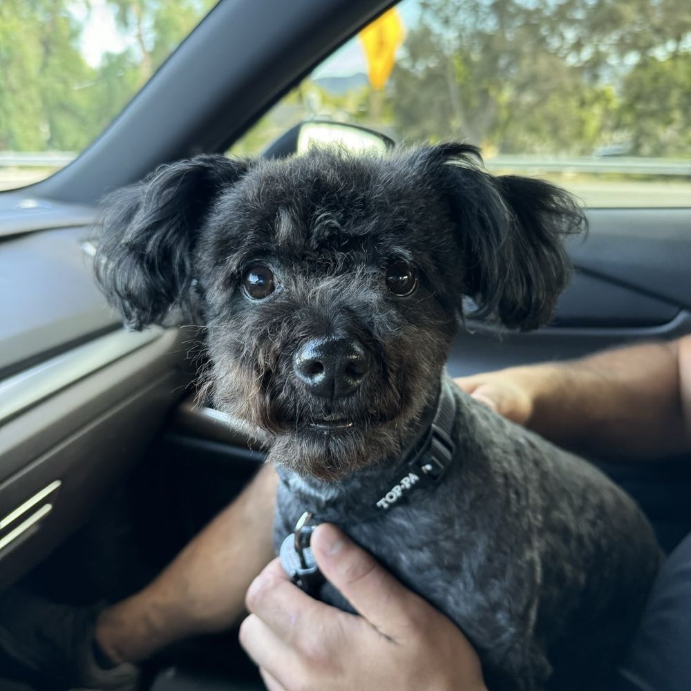 PetSmart - Carly's excellent grooming skills on display! - Pet Stores Near Me - Simi Valley, California PetSmart - Carly's excellent grooming skills on display! - Pet Stores Near Me - Simi Valley, California