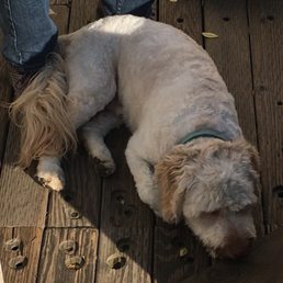 Tanner, the Labradoodle after first full groom with Travis of Pride! Tanner, the Labradoodle after first full groom with Travis of Pride!